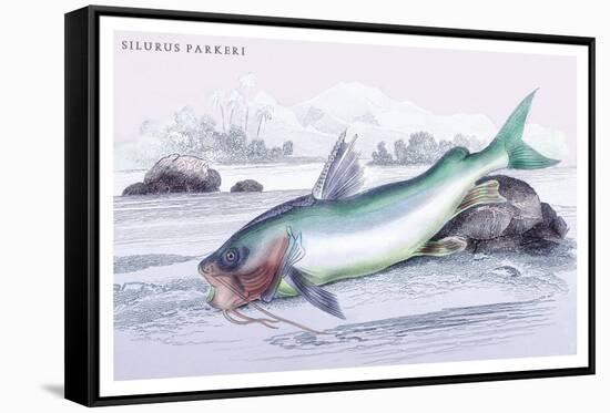 Silurus Parkeri-Robert Hermann Schomburgk-Framed Stretched Canvas