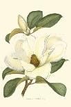 Magnolia-Silva-Framed Art Print