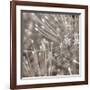 Silver Alliums-Assaf Frank-Framed Art Print