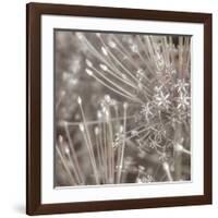 Silver Alliums-Assaf Frank-Framed Art Print