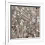 Silver Alliums-Assaf Frank-Framed Art Print