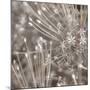 Silver Alliums-Assaf Frank-Mounted Art Print