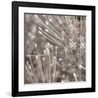 Silver Alliums-Assaf Frank-Framed Art Print