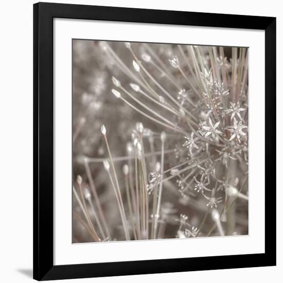 Silver Alliums-Assaf Frank-Framed Art Print