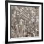 Silver Alliums-Assaf Frank-Framed Art Print