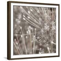 Silver Alliums-Assaf Frank-Framed Giclee Print