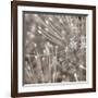 Silver Alliums-Assaf Frank-Framed Giclee Print