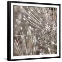 Silver Alliums-Assaf Frank-Framed Giclee Print