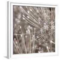 Silver Alliums-Assaf Frank-Framed Giclee Print