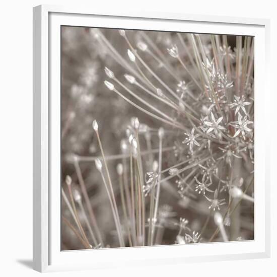 Silver Alliums-Assaf Frank-Framed Giclee Print