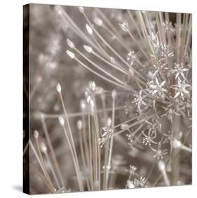 Silver Alliums-Assaf Frank-Stretched Canvas