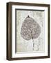 Silver and Balsam-Ariane Morey-Framed Art Print