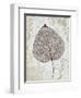 Silver and Balsam-Ariane Morey-Framed Art Print