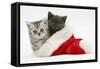 Silver and Grey Kittens in a Father Christmas Hat-Mark Taylor-Framed Stretched Canvas
