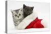 Silver and Grey Kittens in a Father Christmas Hat-Mark Taylor-Stretched Canvas