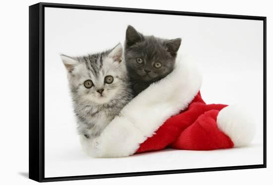 Silver and Grey Kittens in a Father Christmas Hat-Mark Taylor-Framed Stretched Canvas