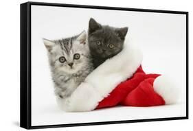 Silver and Grey Kittens in a Father Christmas Hat-Mark Taylor-Framed Stretched Canvas