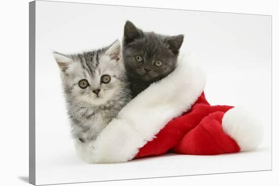 Silver and Grey Kittens in a Father Christmas Hat-Mark Taylor-Stretched Canvas