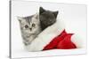 Silver and Grey Kittens in a Father Christmas Hat-Mark Taylor-Stretched Canvas