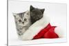 Silver and Grey Kittens in a Father Christmas Hat-Mark Taylor-Stretched Canvas