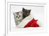 Silver and Grey Kittens in a Father Christmas Hat-Mark Taylor-Framed Photographic Print