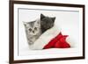 Silver and Grey Kittens in a Father Christmas Hat-Mark Taylor-Framed Photographic Print