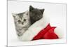 Silver and Grey Kittens in a Father Christmas Hat-Mark Taylor-Mounted Photographic Print