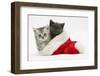 Silver and Grey Kittens in a Father Christmas Hat-Mark Taylor-Framed Photographic Print