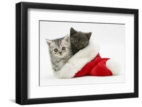 Silver and Grey Kittens in a Father Christmas Hat-Mark Taylor-Framed Photographic Print