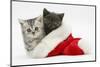 Silver and Grey Kittens in a Father Christmas Hat-Mark Taylor-Mounted Photographic Print