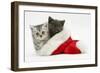 Silver and Grey Kittens in a Father Christmas Hat-Mark Taylor-Framed Photographic Print