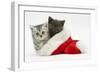 Silver and Grey Kittens in a Father Christmas Hat-Mark Taylor-Framed Photographic Print