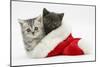 Silver and Grey Kittens in a Father Christmas Hat-Mark Taylor-Mounted Photographic Print