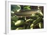 Silver Arawana-Andrea Florence-Framed Photographic Print