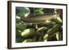 Silver Arawana-Andrea Florence-Framed Photographic Print