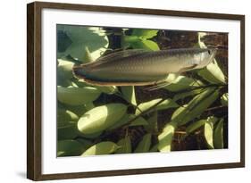 Silver Arawana-Andrea Florence-Framed Photographic Print