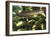 Silver Arawana-Andrea Florence-Framed Photographic Print