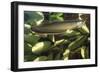 Silver Arawana-Andrea Florence-Framed Photographic Print