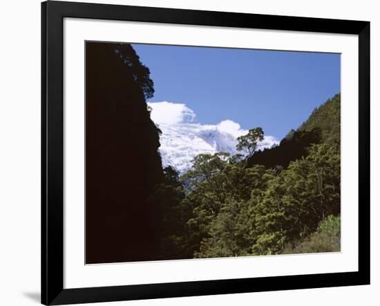 Silver Beech Forest and Rob Roy Glacier, Rob Roy Valley, Mount Aspiring National Park, South Island-Jeremy Bright-Framed Photographic Print