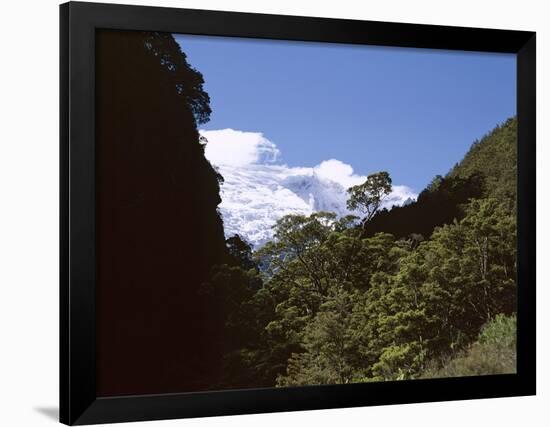 Silver Beech Forest and Rob Roy Glacier, Rob Roy Valley, Mount Aspiring National Park, South Island-Jeremy Bright-Framed Photographic Print