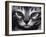 Silver Bengal Cat-Sarah Stribbling-Framed Art Print