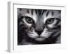 Silver Bengal Cat-Sarah Stribbling-Framed Art Print