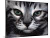 Silver Bengal Cat-Sarah Stribbling-Mounted Art Print