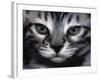 Silver Bengal Cat-Sarah Stribbling-Framed Art Print