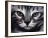 Silver Bengal Cat-Sarah Stribbling-Framed Art Print