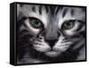 Silver Bengal Cat-Sarah Stribbling-Framed Stretched Canvas