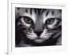 Silver Bengal Cat-Sarah Stribbling-Framed Art Print