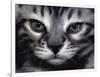 Silver Bengal Cat-Sarah Stribbling-Framed Premium Giclee Print