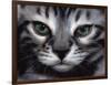 Silver Bengal Cat-Sarah Stribbling-Framed Premium Giclee Print