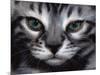 Silver Bengal Cat-Sarah Stribbling-Mounted Art Print